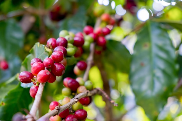 Closeup of red arabica coffee berries in coffee farm and plantations in Northern Thailand