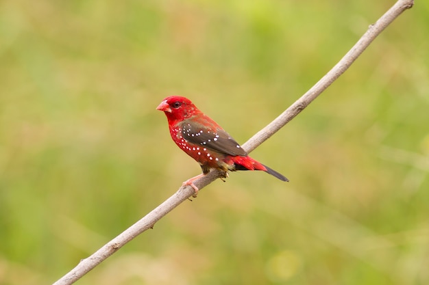 Closeup Red Avadavat on breeding  (Amandava) 