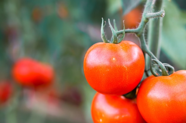 Closeup red bell peppers with natural lights on blurred background.