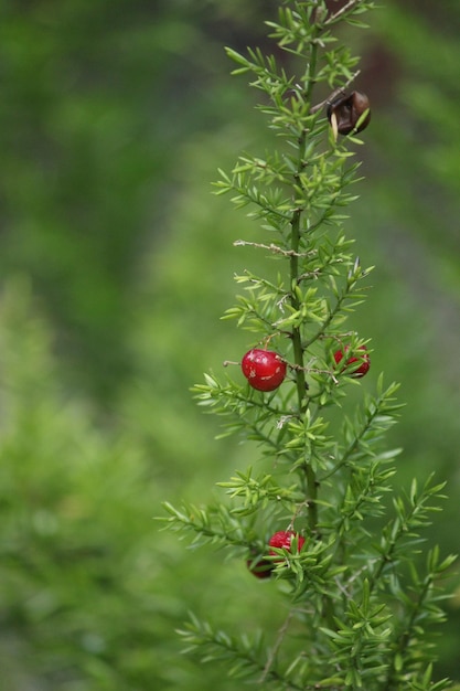 Photo closeup of red berries on the tree on green background