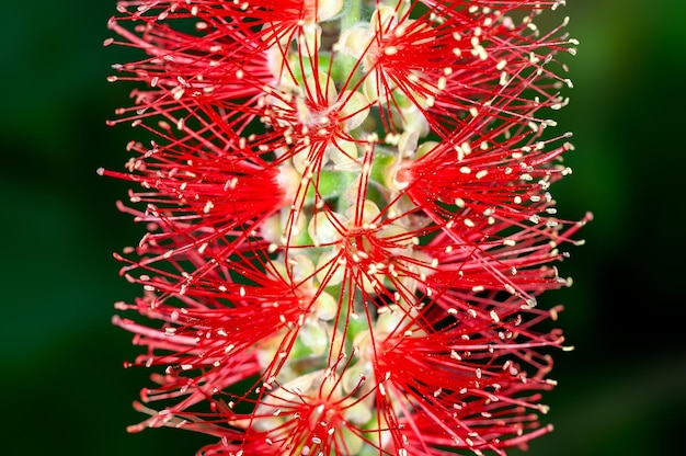 Closeup of red bottlebrush flower