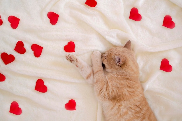 Closeup of red cat surrounded by red hearts on white plaid Designer blank for Valentine's Day Greeting card an expression of love Space for copying Electoral background View from above