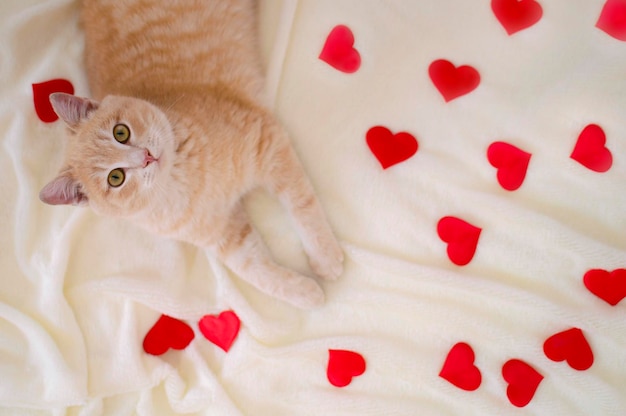 Closeup of red cat surrounded by red hearts on white plaid Designer blank for Valentine's Day Greeting card an expression of love Space for copying Electoral background View from above