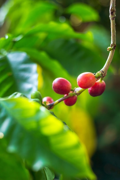 Closeup of red coffee beans ripening fresh coffee red berry branch agriculture on coffee tree