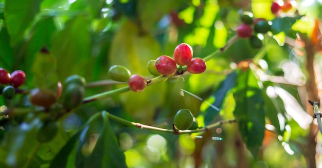 Closeup of red coffee beans ripening fresh coffee red berry branch agriculture on coffee tree