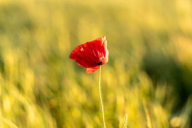 Closeup of a red common poppy on a yellow blurred background