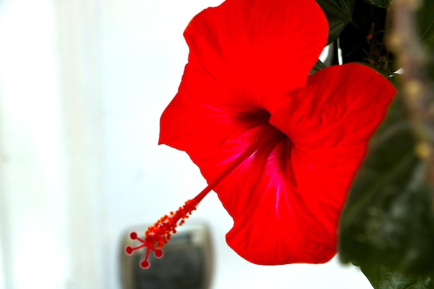 Closeup of a red flowering flower in the garden House plants