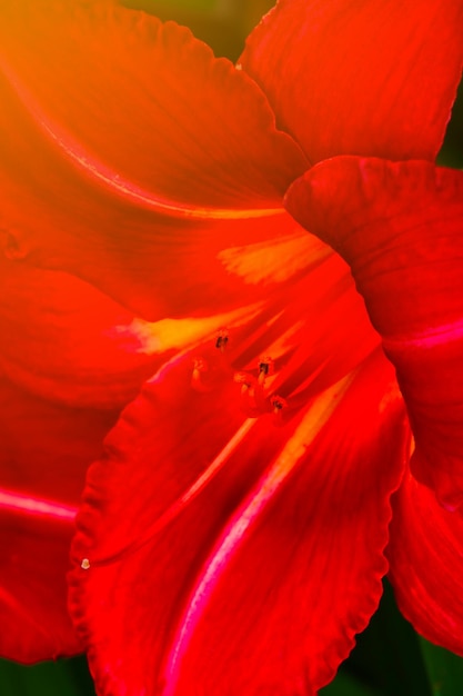 Closeup of a red flowering lily in the park