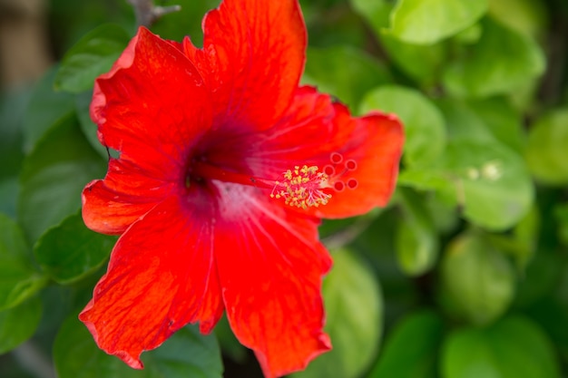 Closeup of red Hibiscus in green background