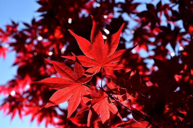 Closeup of the red leaves of a freshly sprouted Japanese acer palmatum illuminated by the spring sun