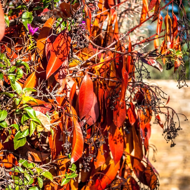 Closeup of red leaves in a garden