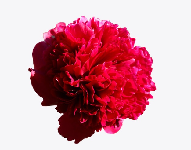 closeup of red peony petals isolated on white background like wallpaper