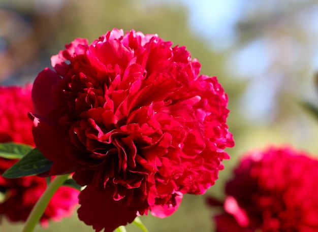 closeup of red peony with selective focus,  (lat. Paeonia Chocolate Soldier paeonia)