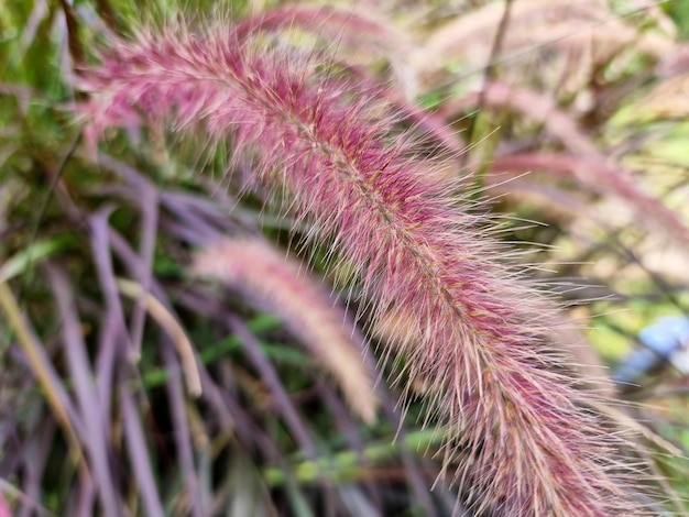 Closeup red Poaceae in the garden