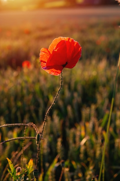 Closeup of red poppies in wheat field in summer day