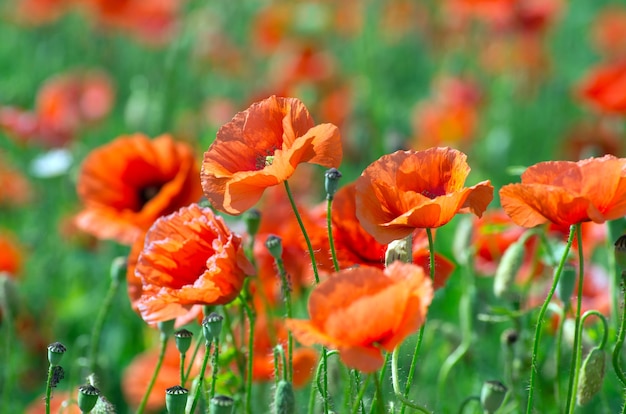 Closeup of red poppy on cereal field