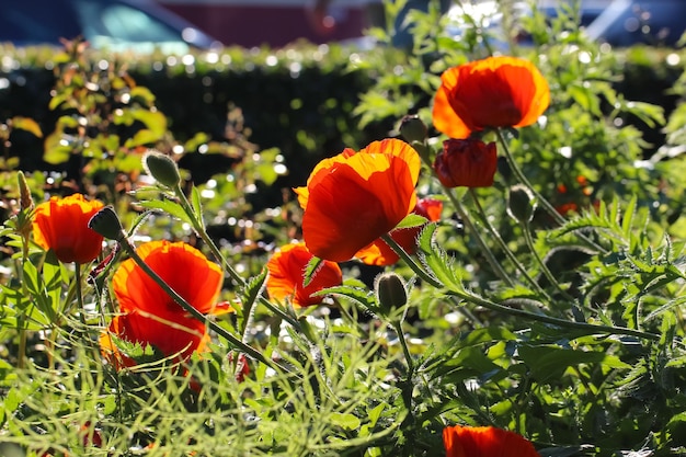 closeup of red poppy flowers  in counter light on a natural blurry background, selective focus