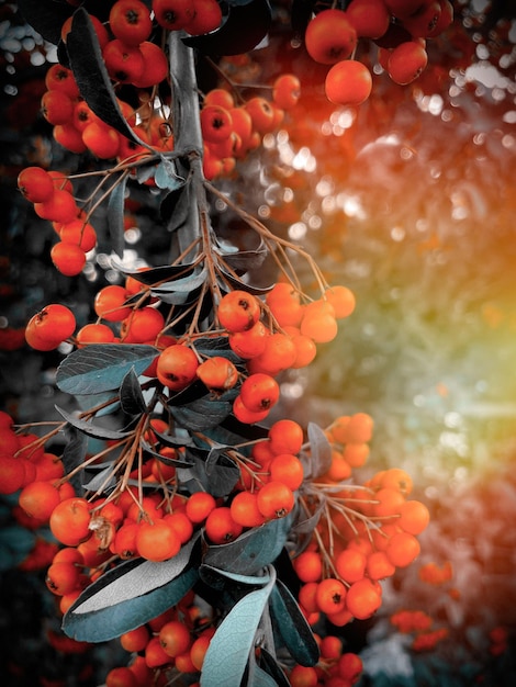 Closeup of red pyracantha berries in autumn selective focus light effect Good card