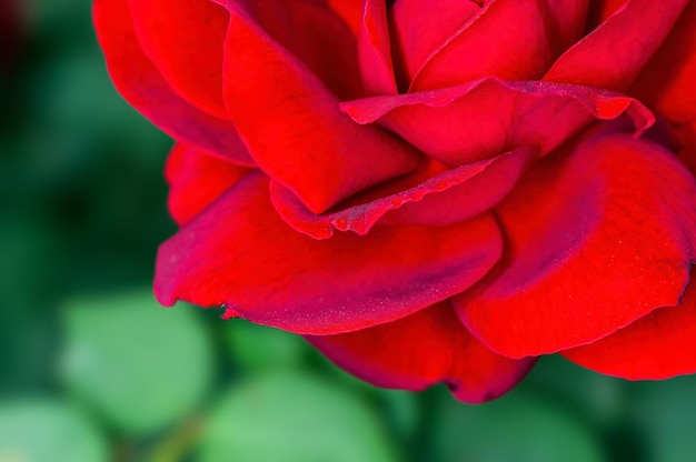 Closeup of red rose showing nice texture