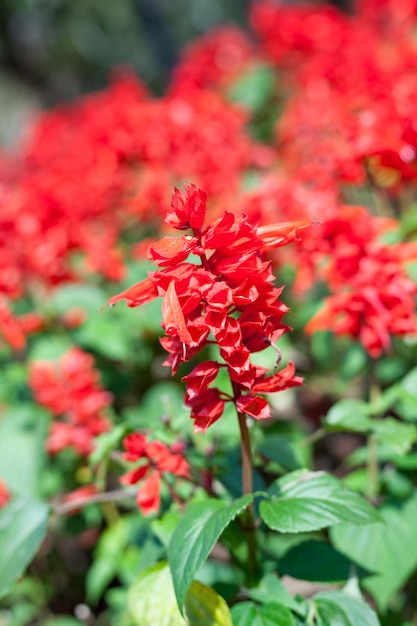 Closeup Red Salvia Salvia splendens