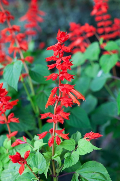 Closeup Red Salvia Salvia splendens