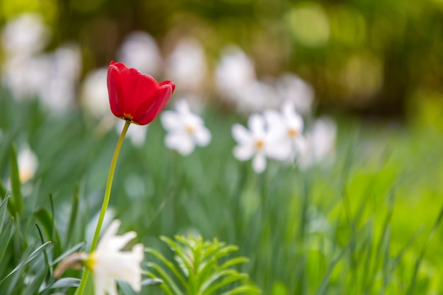 Closeup of red tulip flowers blooming in spring garden outdoors