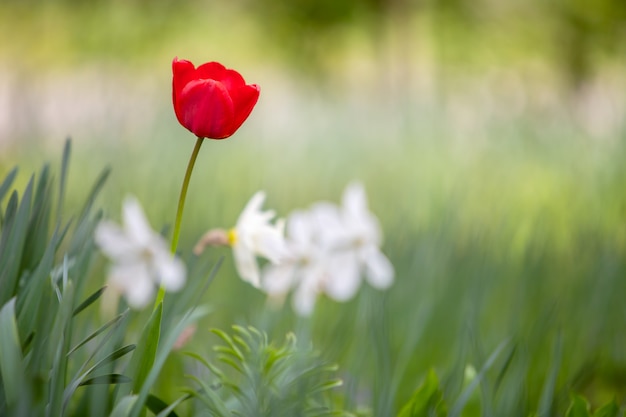 Closeup of red tulip flowers blooming in spring garden outdoors