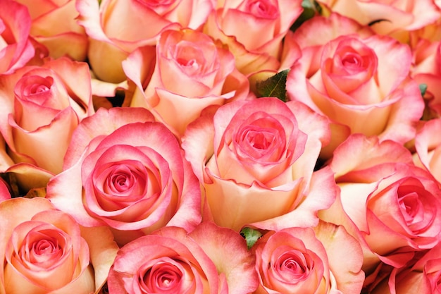 Closeup of red and white pastel rose