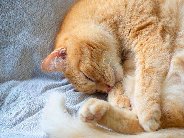 Closeup of a redhaired domestic sleeping cat lying on a gray blanket Cute pet