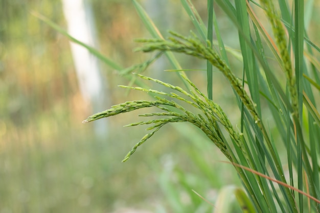 Closeup of rice spike in Paddy field on autumn