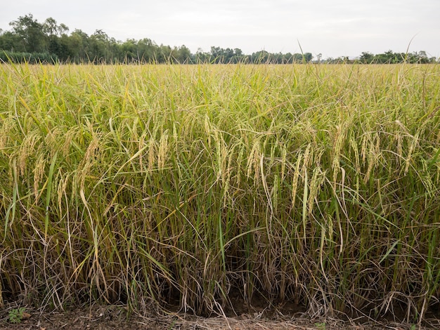 Closeup of rip rice in the paddy field near the harvest time