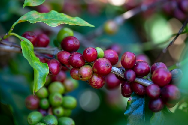 Closeup of ripe coffee beans on the tree