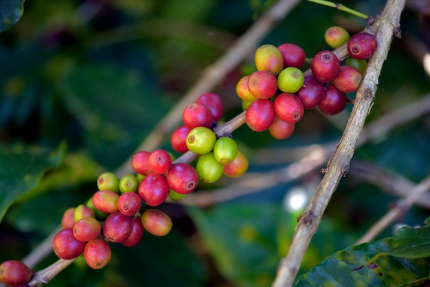 Closeup of ripe coffee beans on the tree