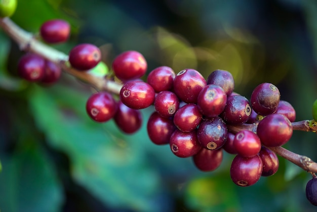 Closeup of ripe coffee beans on the tree