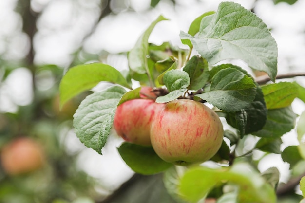 Closeup of ripe fresh red apples on apple tree branch in garden is ready for harvest