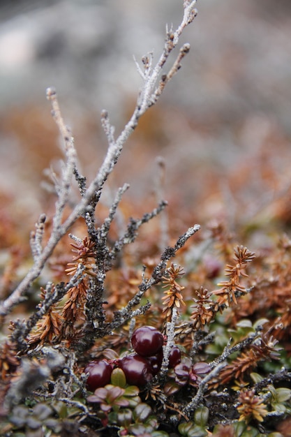 Closeup of ripe lowbush cranberries or lingonberries found in the fall in the arctic tundra