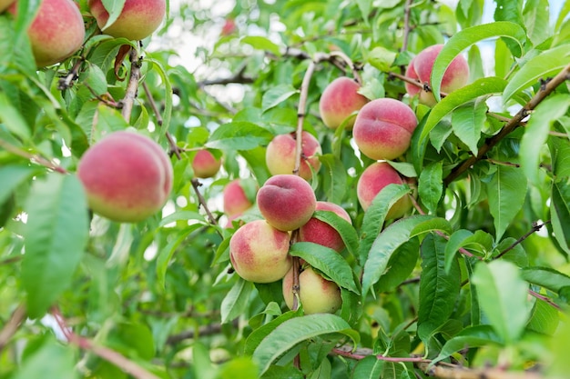 Closeup of ripe peaches on tree harvest of natural organic peaches in garden