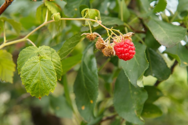 Closeup of the ripe raspberry in the fruit garden