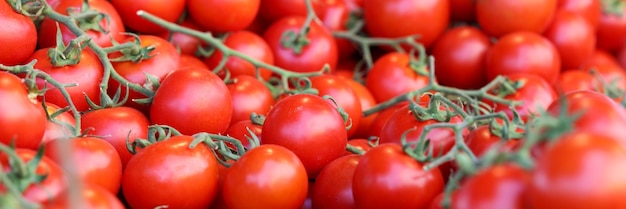 Closeup of ripe red cherry tomatoes with green leaves on market harvesting and selling