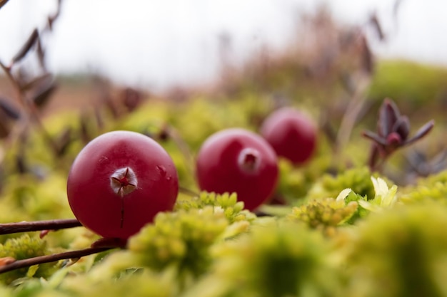 Closeup of ripe red cranberry in moss in a swamp