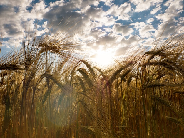 Closeup of ripe wheat ears against the rising sun that sows the wheat field