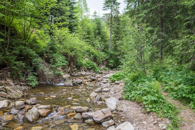 Closeup of a river with big stones in the mountains Carpathian mountains and rivers water among the forest and rocky shore summer sunny day