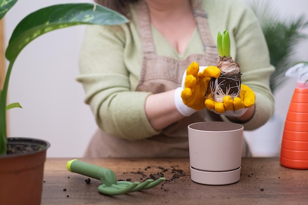 Closeup root system hyacinth bulb transplants to new pot gardener in apron houseplant repotting