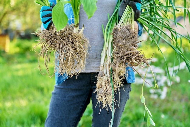 Closeup of roots of plant hosta narcissus sedum in hands of woman