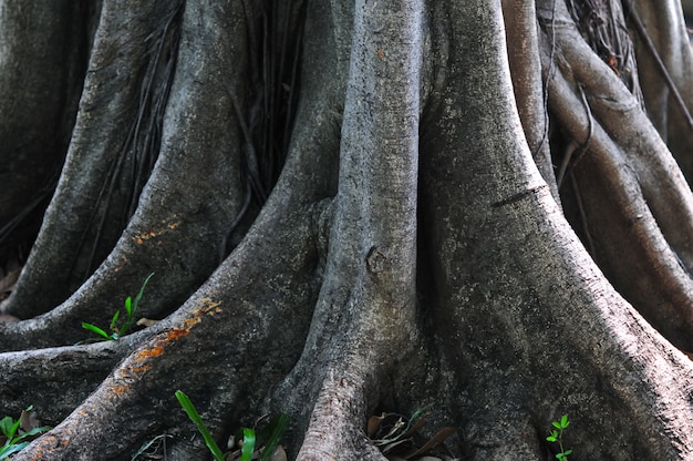 closeup roots of tree in forest