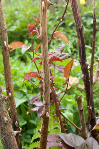 Closeup of a rose branch with thorns in garden with bright green blurred background