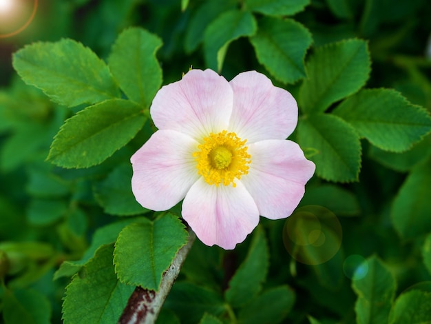 Closeup of a rosehip flower and leaves Rosa