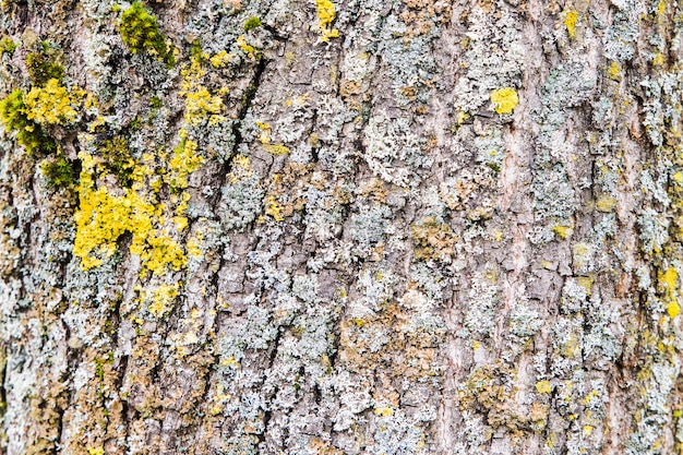 Closeup Rough tree bark texture