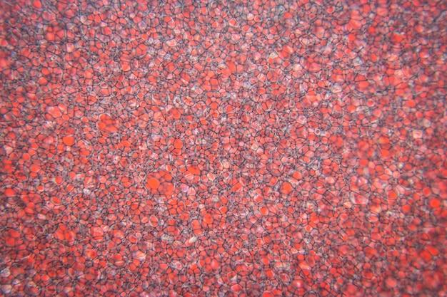 Closeup of Rrd cleaning sponge texture