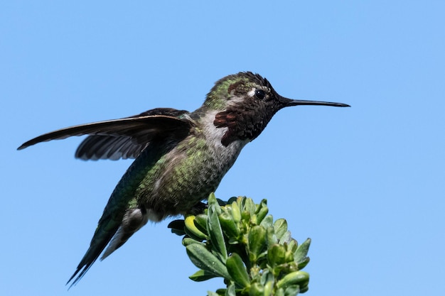 Closeup of a ruby-throated hummingbird on a plant under the sunlight